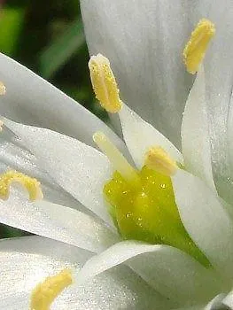 Agriturismo Biologico Bulichella سوفيريتو 0*,